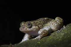 Wayanad Night Frog photo 5