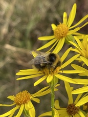 Bombus jonellus