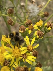 Bombus jonellus