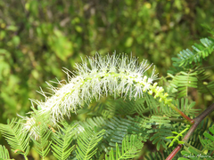 Mimosa tenuiflora