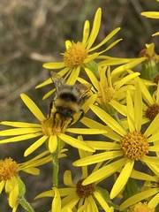 Bombus jonellus