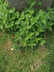 Urtica dioica