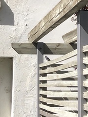 Phoenicurus ochruros