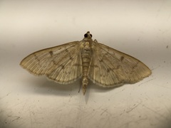 Herpetogramma theseusalis