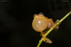 Raorchestes luteolus