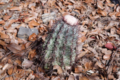Melocactus pachyacanthus