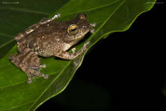 Raorchestes ponmudi