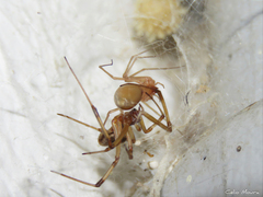 Cithaeron praedonius