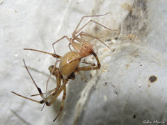Cithaeron praedonius
