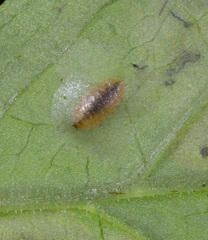 Phytomyza tiarellae