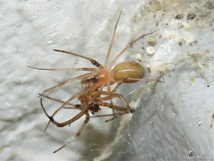 Cithaeron praedonius
