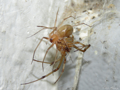 Cithaeron praedonius