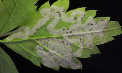 Phytomyza tiarellae