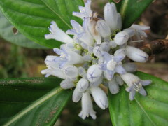 Psychotria ammericola