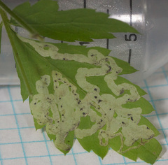 Phytomyza tiarellae