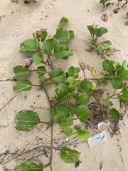 Tracheophyta