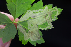 Phytomyza tiarellae
