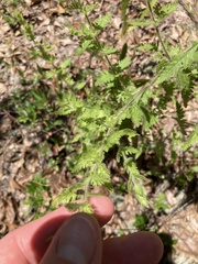 Aureolaria pectinata