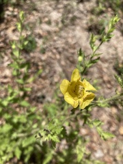 Aureolaria pectinata