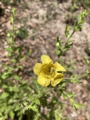 Aureolaria pectinata