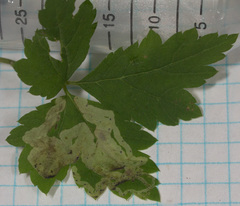 Phytomyza tiarellae