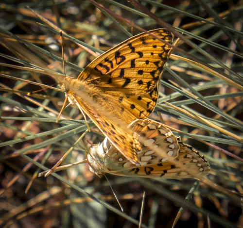 iNaturalist observation photo of Mormon Fritillary