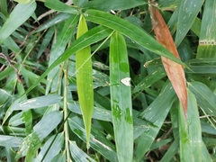 Macaduma