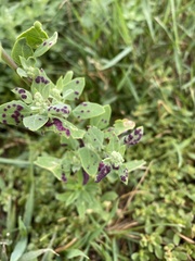 Norvellina chenopodii