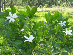 Gardenia urvillei