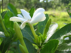 Gardenia urvillei