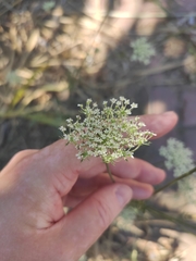 Daucus carota