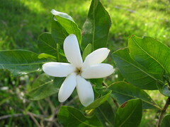 Gardenia urvillei