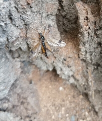 Dictenidia