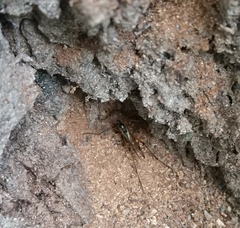 Dictenidia