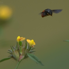 Pachyanthidium