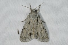 Acronicta