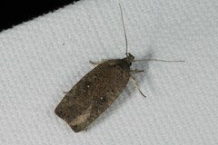 Agonopterix scopariella