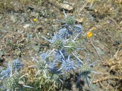 Eryngium amethystinum