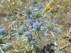 Eryngium amethystinum