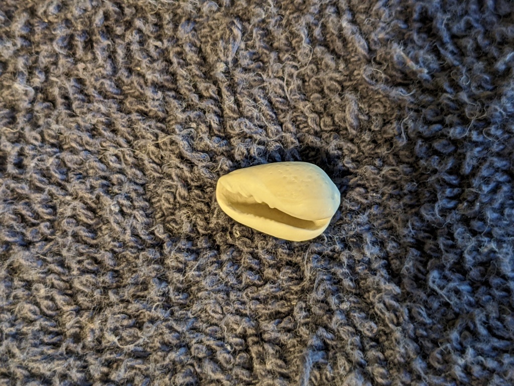 seaboard marginella