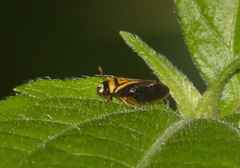 Hemiaufidus peninsularis