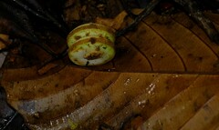 Macropsychanthus hexander