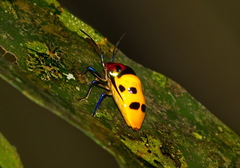 Graptophara reynaudii