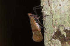 Scamandra