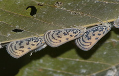 Copsyrna maculata