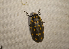 Phymatostetha stellata