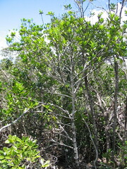 Cyclophyllum tiebaghiense