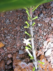 Cyclophyllum tiebaghiense