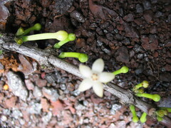 Cyclophyllum tiebaghiense