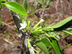 Cyclophyllum tiebaghiense
